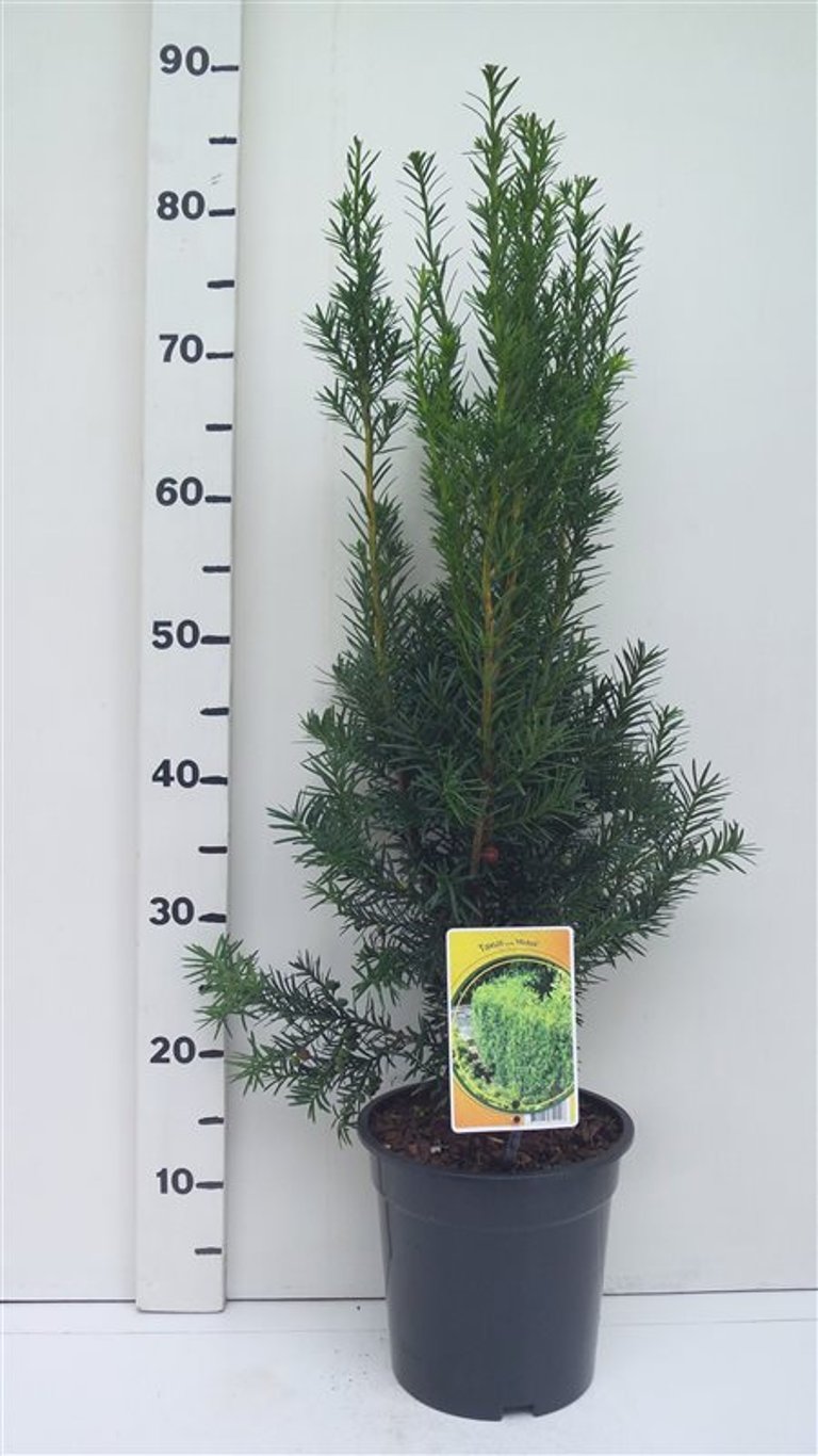 Taxus media 'Hicksii' - C3 50-60 CM